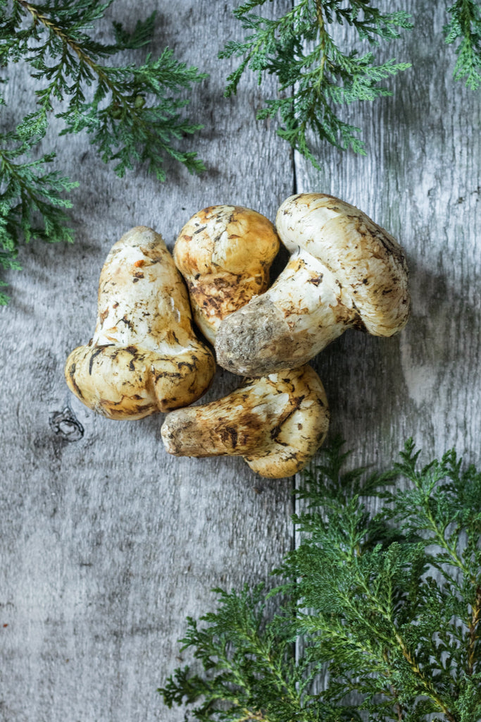 PineMushrooms_1_1024x1024.jpg?