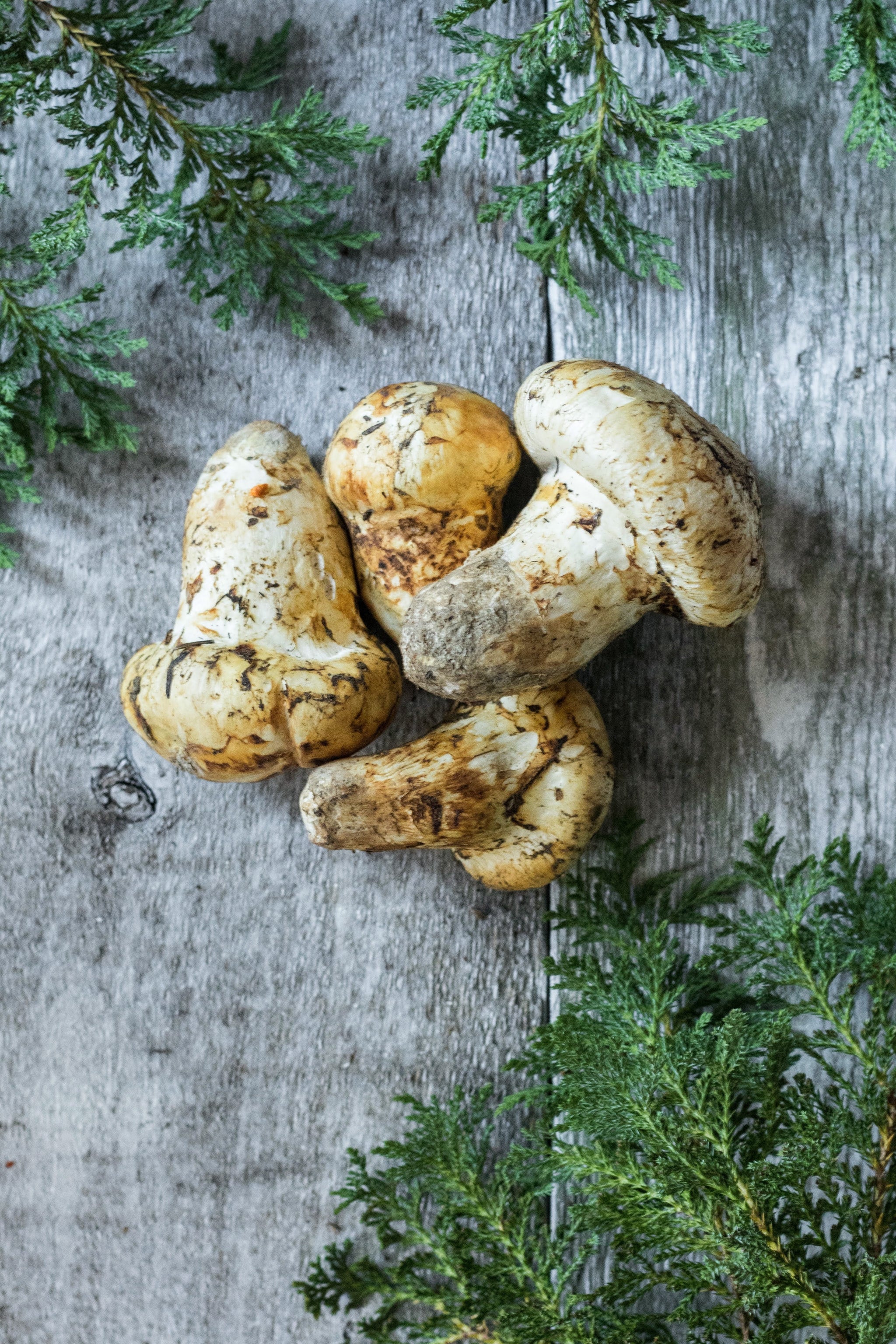 EX-1 カナダ産 最高級松茸 (グレード 1) 1kg (12～20本) – Ponderosa