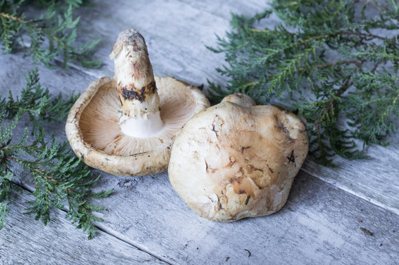 SP-1 加拿大高級松茸蘑菇（2,3級混合）1kg（8-12顆）