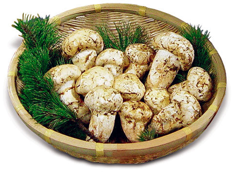 新鮮なカナダ松茸約1kg EX-1 カナダ産 最高級松茸 (グレード 1) 1kg (12～20本) – Ponderosa