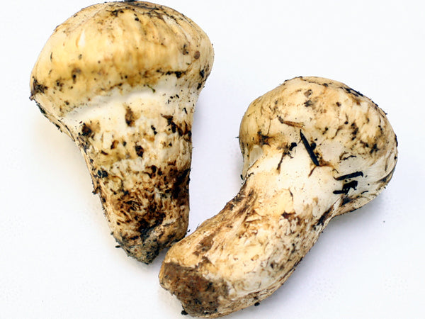 EX-5 カナダ産 最高級松茸 (グレード 1) 500g (6～10本) – Ponderosa Mushrooms