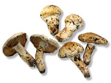 SP-5 加拿大高級松茸蘑菇（2,3級混合）500克（5-6顆）